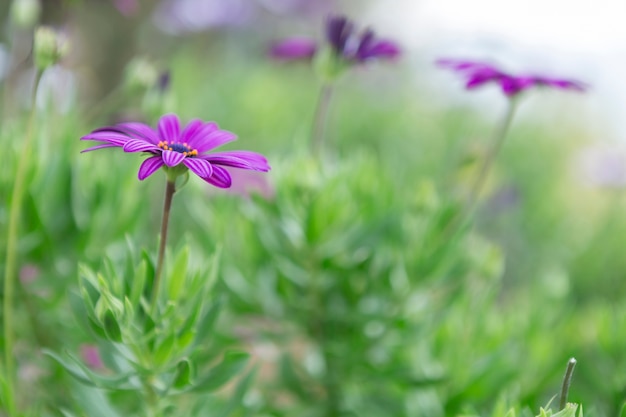 Blurred scene with purple flowers