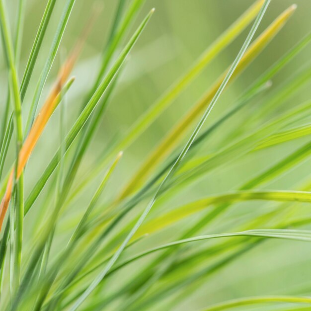 Blurry green shades grass leaves