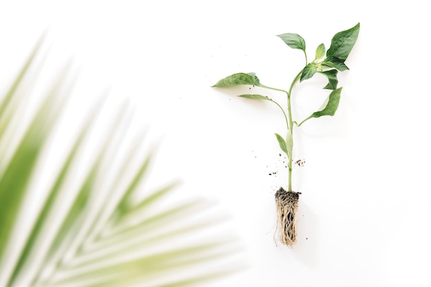 Blurry palm leaves near plant with its root over white background