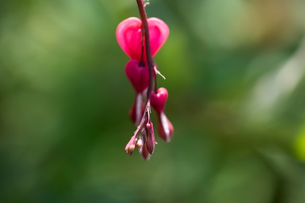 自然の中の花のぼやけたビュー