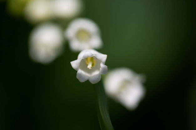 Free photo blurry view of flowers in nature