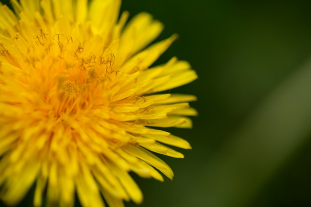 自然の中の花のぼやけたビュー