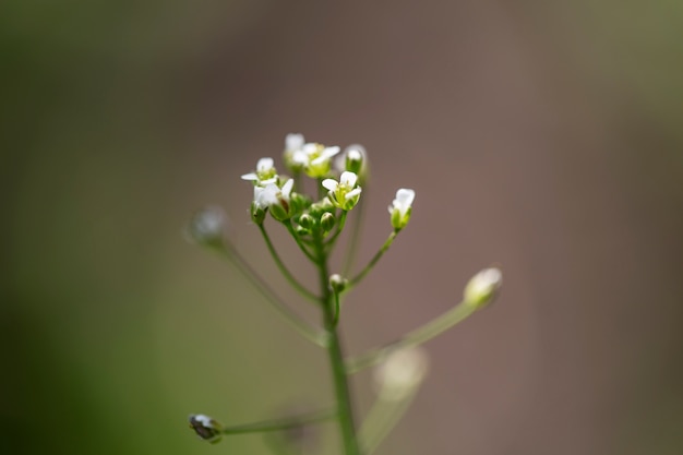 自然の中の花のぼやけたビュー