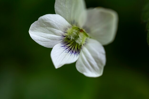 Blurry view of flowers in nature