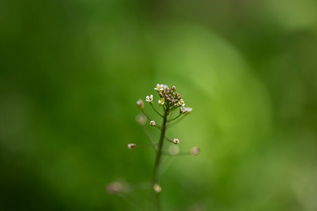 Blurry view of flowers in nature