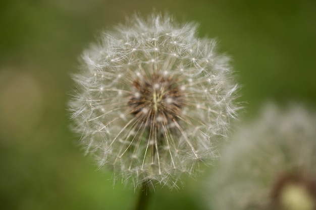 Free photo blurry view of natural flowers