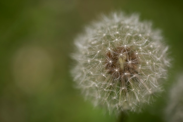 Free photo blurry view of natural flowers