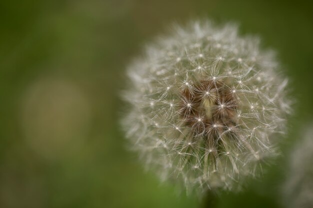 自然の花のぼやけたビュー