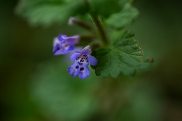 Free photo blurry view of natural flowers