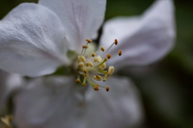 Free photo blurry view of natural flowers