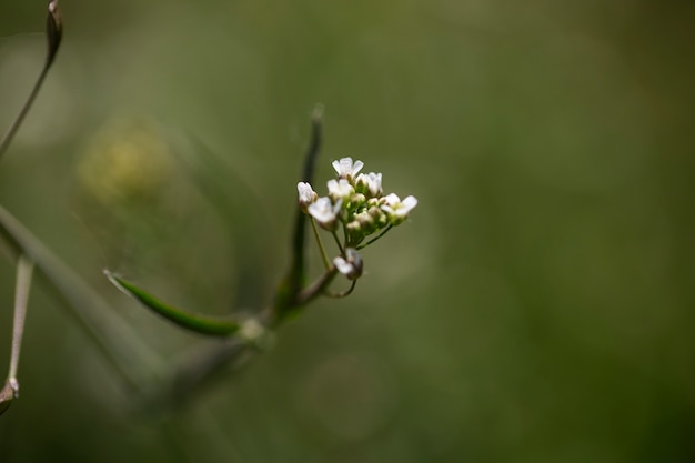 自然の花のぼやけたビュー