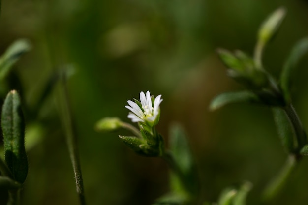 Blurry view of natural flowers