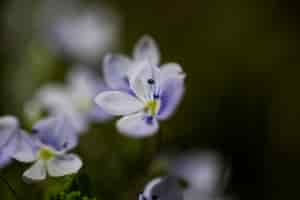 Foto gratuita vista sfocata di fiori naturali