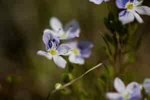 Free photo blurry view of natural flowers