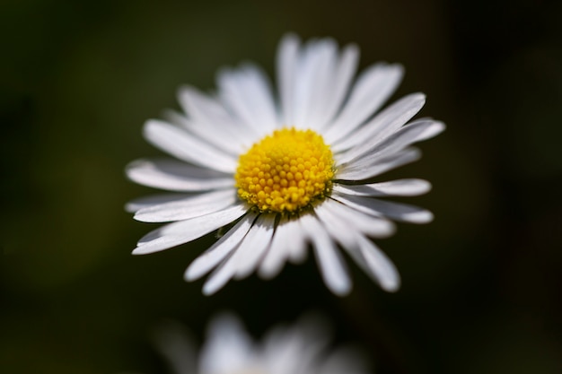 Blurry view of natural flowers