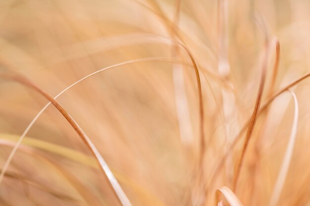 Blurry yellow shades grass leaves