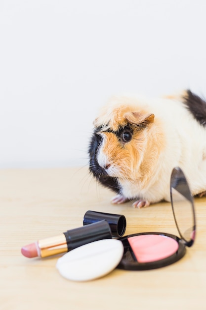 Blusher; lipstick and sponge in front of guinea on wooden background