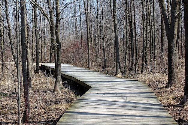 Boardwalk in a forest surrounded by a lot of leafless tall trees