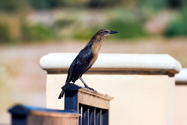 Boat-tailed grackle in Nevada, USA