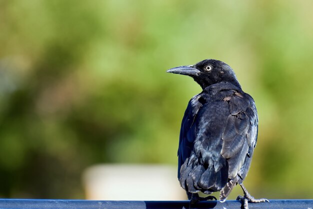 Boat-tailed grackle in Nevada, USA