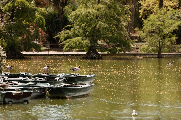 Boats by the edge of lake in park