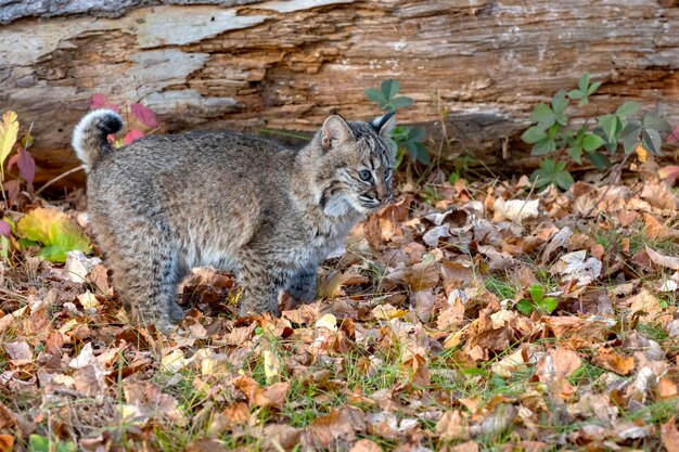 丸太の上に腰掛けてヒナギクに囲まれたシベリアオオヤマネコ プレミアム写真