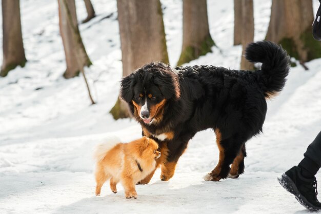 Bog Bernese mountain dog plays with a little pekingese in the park