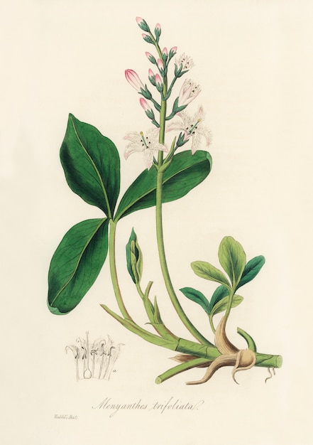 의료 식물학에서 Bogbean (Menyanthes trifoliata) 일러스트 (1836)