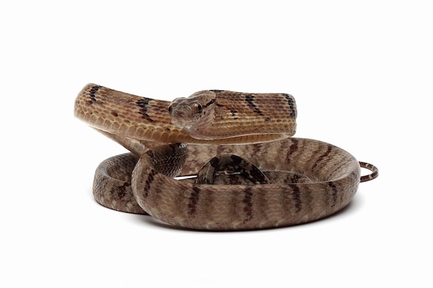 Boiga cynodon snake isolated on white background Boiga cynodon closeup Boiga cynodon isolated