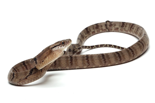 Цинодоновая змея Бойга изолирована на белом фоне