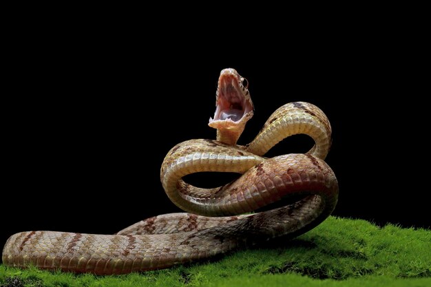 Boiga cynodon snake on moss with black background Boiga cynodon snake closeup