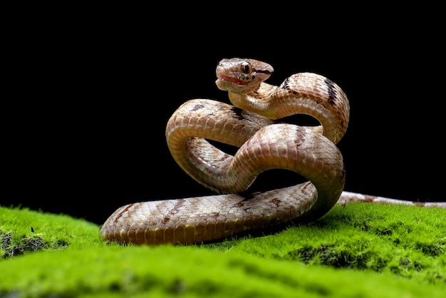 黒の背景を持つ苔の上のボイガシノドンヘビボイガシノドンヘビのクローズアップ