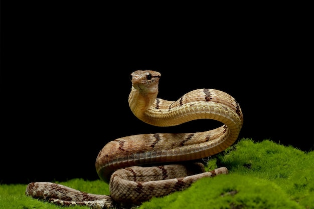 Цинодоновая змея Бойга на мху с черным фоном