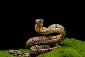 Бесплатное фото Цинодоновая змея бойга на мху с черным фоном