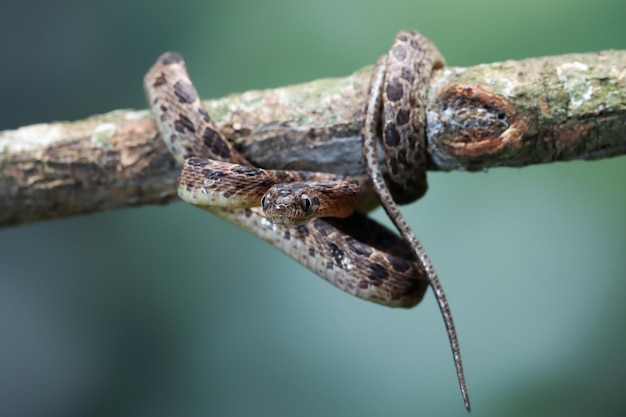 Boiga multo maculata snake closeup on branch Boiga multo maculata closeup