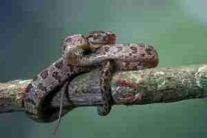 Foto gratuita boiga multo maculata serpente primo piano sul ramo boiga multo maculata primo piano