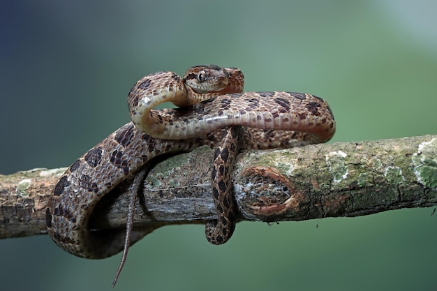 Boiga multo maculata snake closeup on branch Boiga multo maculata closeup