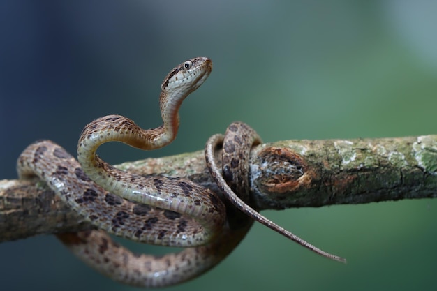 Boiga multo maculata snake closeup on natural background Boiga multo maculata closeup