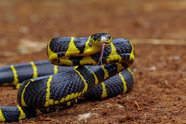 Free photo boiga snake dendrophila yellow ringed head of boiga dendrophila animal closeup animal attack