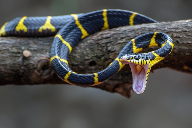 Free photo boiga snake dendrophila yellow ringed head of boiga dendrophila animal closeup animal attack