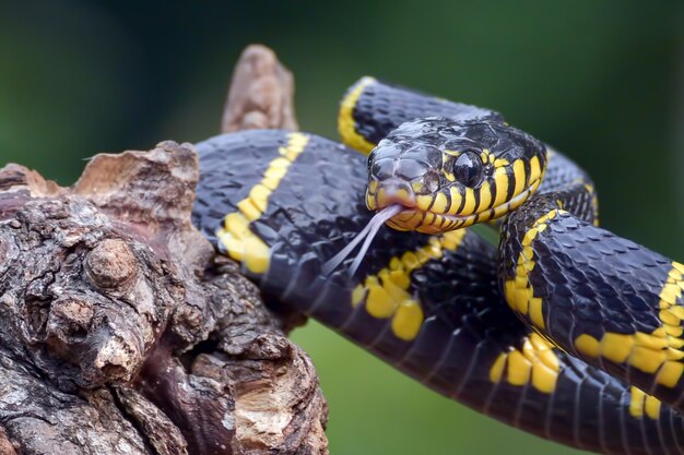 Змея Бойга дендрофила желтокольчатая преследует добычу Голова животного Бойга дендрофила крупным планом