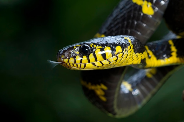 Змея Бойга дендрофила желтая, окольцованная на дереве
