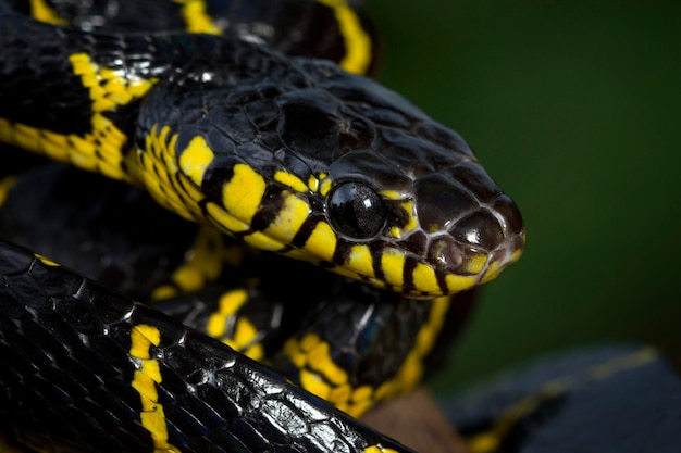 Boiga serpente dendrophila giallo inanellato su legno