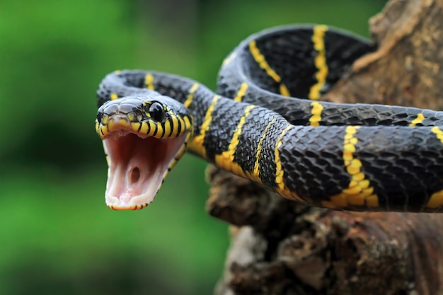 Boiga 뱀 dendrophila 노란색 고리