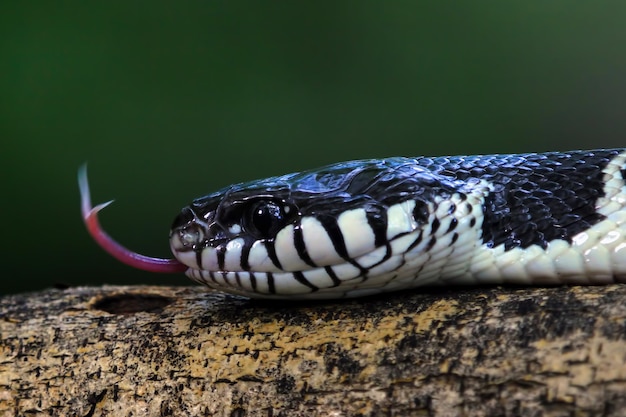 Free photo boiga snake ready to attack boiga dendrophila animal closeup