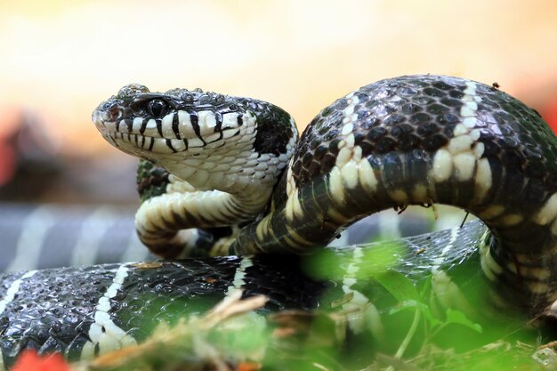 Boiga snake ready to attack Boiga dendrophila animal closeup
