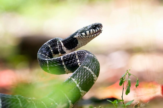 Boiga snake ready to attack Boiga dendrophila animal closeup