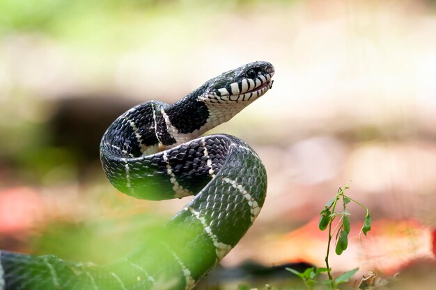 Boiga 뱀 공격할 준비가 Boiga dendrophila 동물 근접 촬영