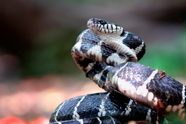 Boiga 뱀 공격할 준비가 Boiga dendrophila 동물 근접 촬영