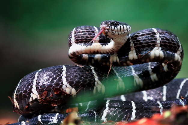 Boiga 뱀 공격할 준비가 Boiga dendrophila 동물 근접 촬영